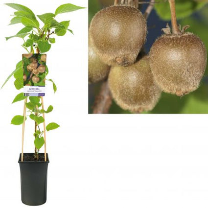 Actinidia deliciosa 'Hayward' Kiwi (vrouwelijk)