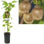 Actinidia deliciosa 'Hayward' Kiwi (vrouwelijk)