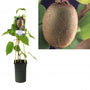 Actinidia deliciosa 'Jenny' Kiwi (zeflbestuivend)