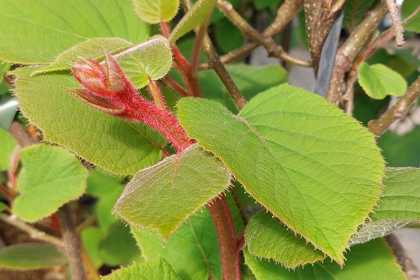 Blad Kiwi haag - Actinidia deliciosa 'kiwi'