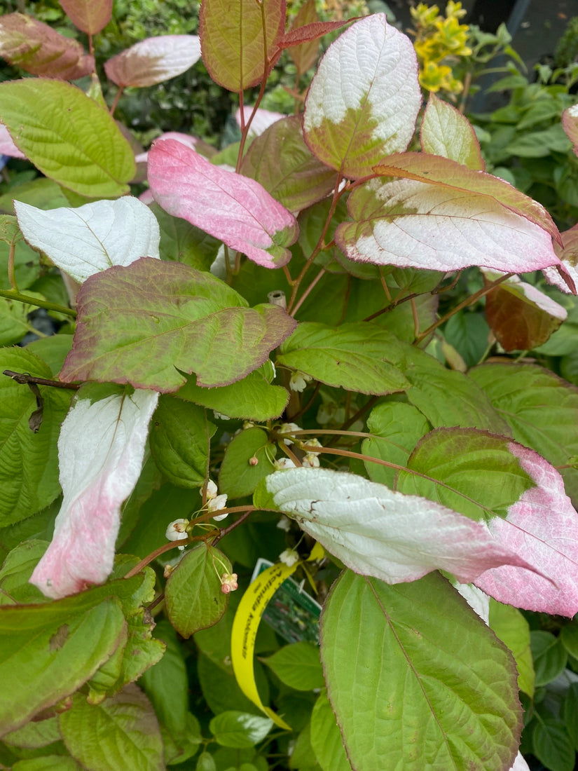 Blad Sierkiwi - Actinidia kolomikta