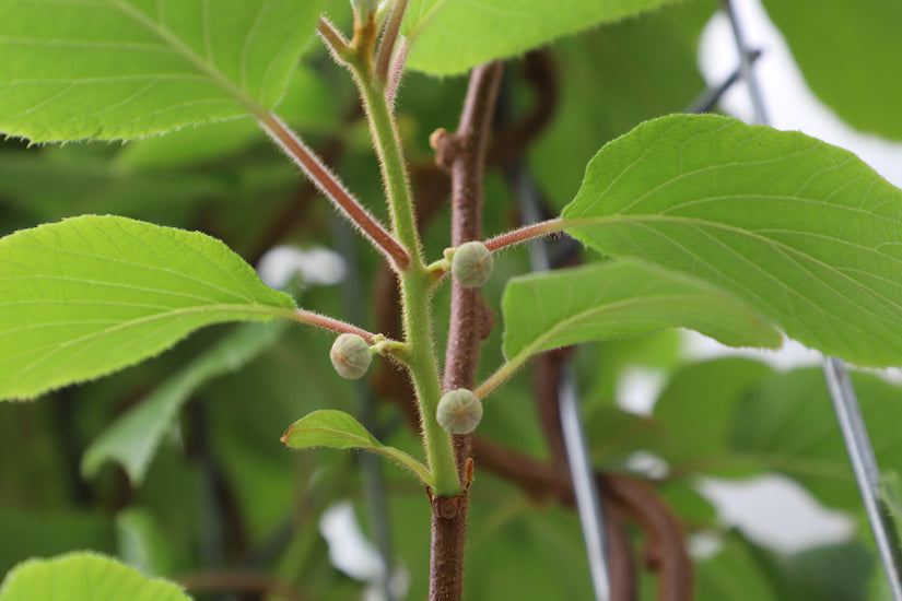 Detail Actinidia deliciosa 'Kiwi'