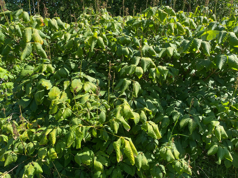 Blad Herfstpaardenkastanje - Aesculus parviflora