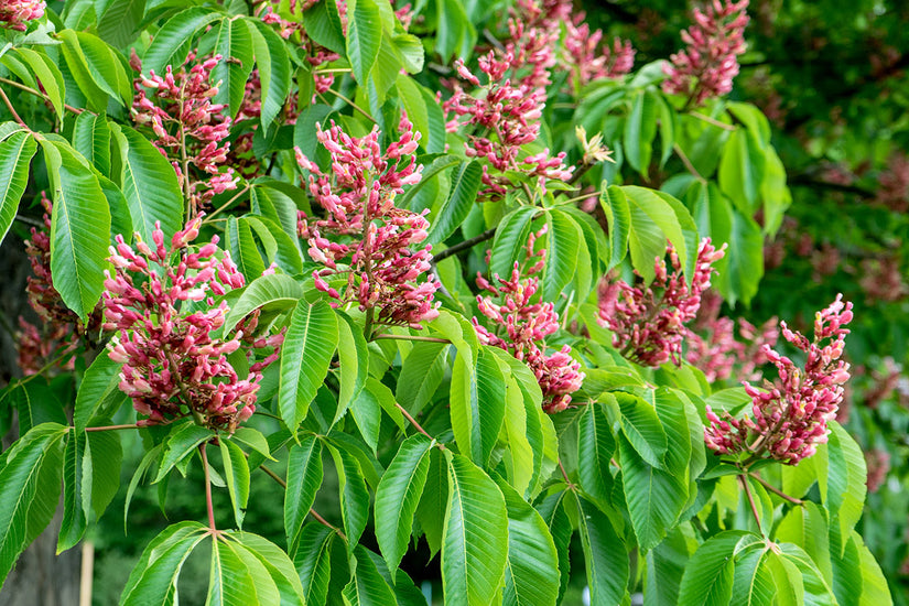 Bolkastanje - Aesculus pavia var. discolor - Hoogstam