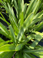 Blad Afrikaanse lelie - Agapanthus 'Polar Ice' 