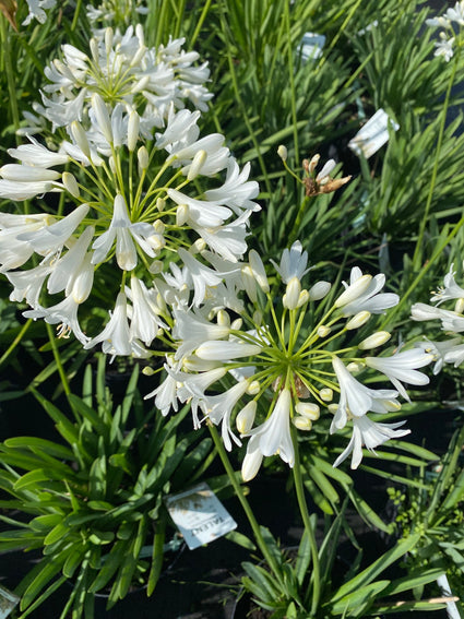 Afrikaanse lelie - Agapanthus 'Polar Ice'