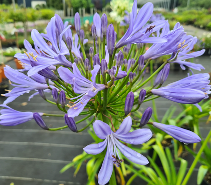 Afrikaanse lelie Agapanthus 'Donau'