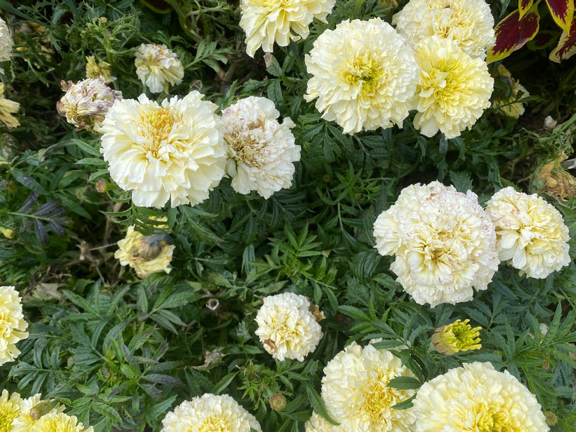 Afrikaantje - Tagetes erecta