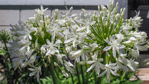 Agapanthus 'Albus - Afrikaanse Lelie.jpg