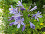 Afrikaanse lelie - Agapanthus africanus 'Peter Pan'