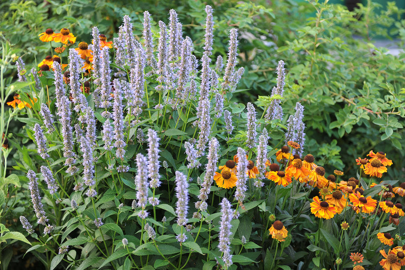 Agastache 'Blue Fortune' in combinatie met Zonnekruid - Helenium