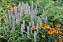 Agastache 'Blue Fortune' in combinatie met Zonnekruid - Helenium