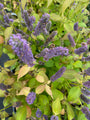 Agastache 'Blue Fortune'