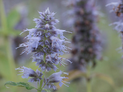 Dropplant - Agastache 'Crazy Fortune'