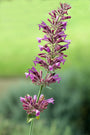 Agastache-cana-dropplant.jpg