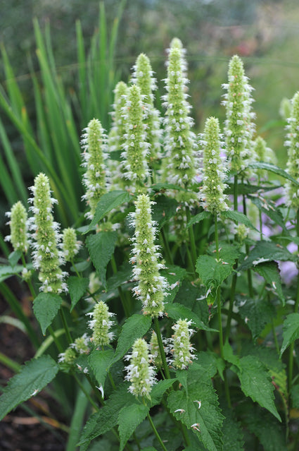 Koreaanse munt - Agastache rugosa 'Alabaster'