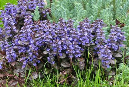 Kruipend Zenegroen Ajuga reptans Atropurpurea 