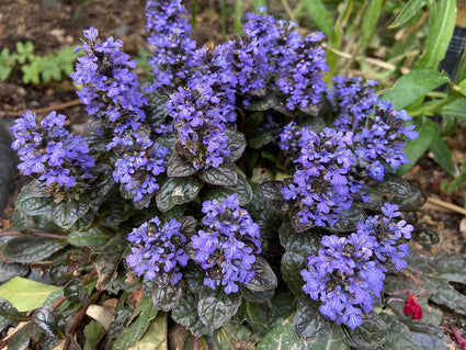 Kruipend zenegroen - Ajuga reptans 'Black Scallop'