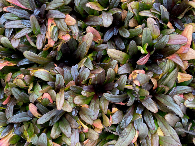 Ajuga reptans 'chocolate chip'  in de herfst