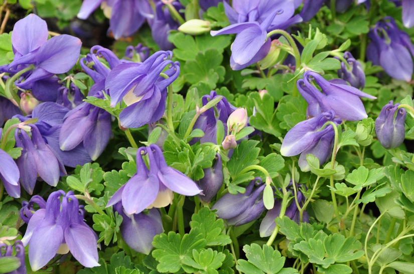  Akelei - Aquilegia flabellata