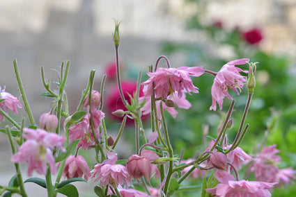 Akelei - Aquilegia vulgaris 'Rose Barlow'