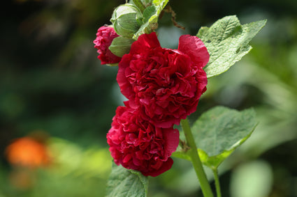 Alcea-rosea-Pleniflora-rood.jpg