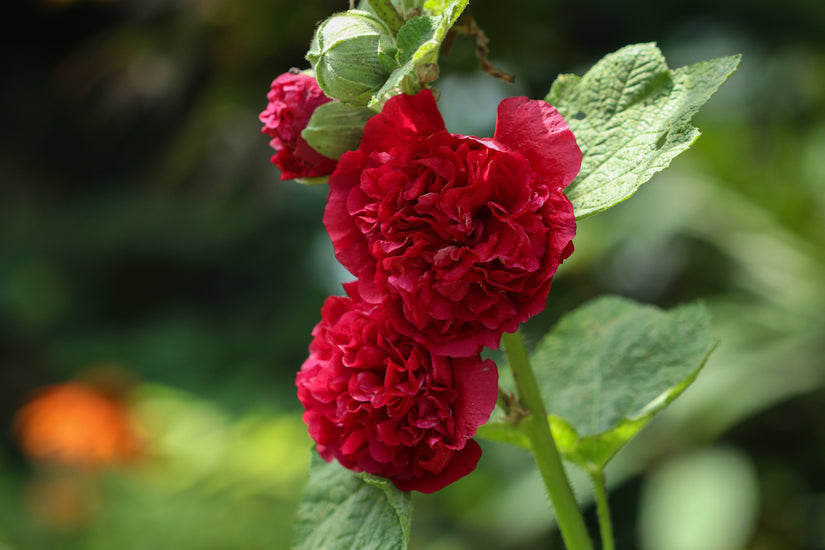 Alcea-rosea-Pleniflora-rood.jpg