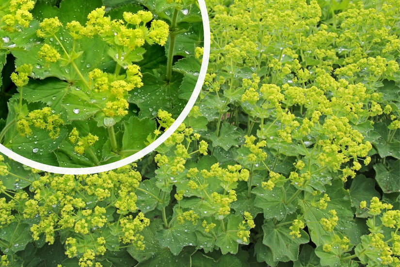 Fraaie Vrouwenmantel - Alchemilla mollis