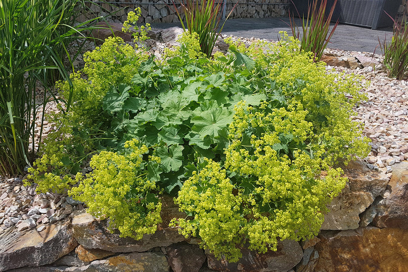 Geelgroene vrouwenmantel - Alchemilla xanthochlora