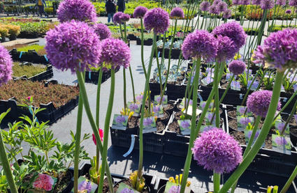 tuinplanten bijzondere bloeiwijze