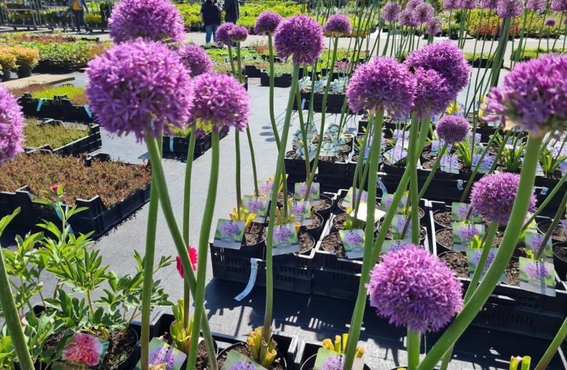 tuinplanten bijzondere bloeiwijze