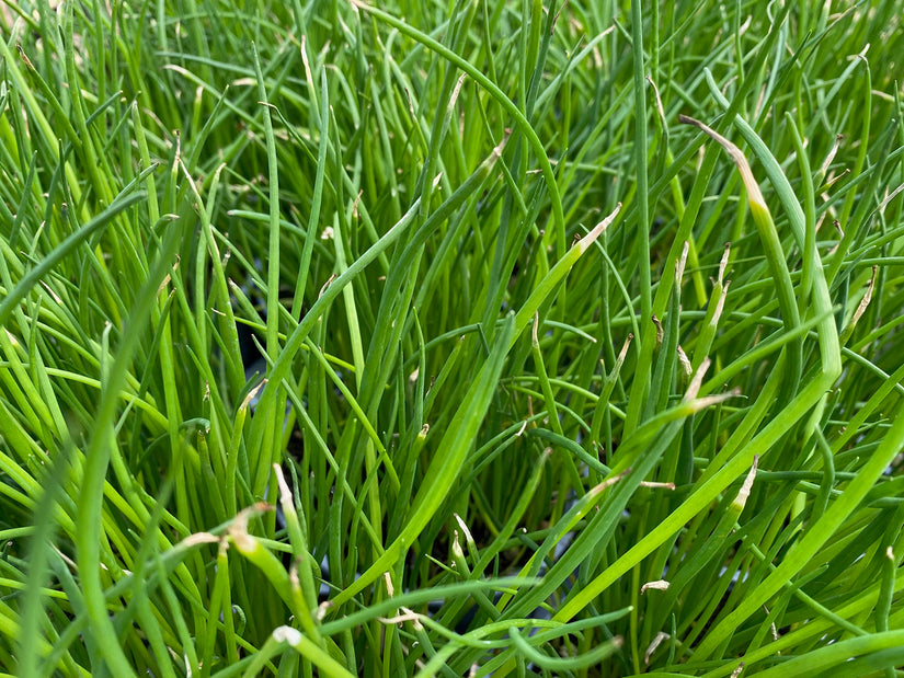 Bieslook - Allium schoenoprasum kruidenplant