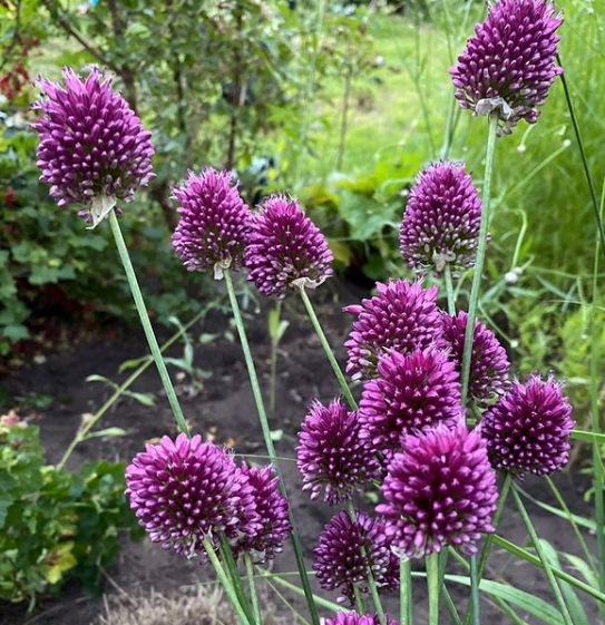 Allium sphaerocephalon bloemen tuin border