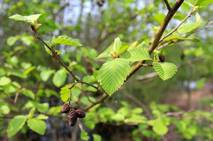 Zwarte els - Alnus glutinosa 'Pyramidalis' Zuilvorm