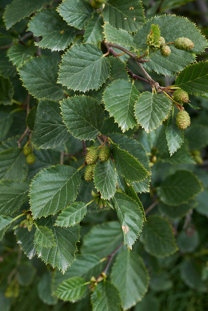 Alnus incana blad en elzenproppen