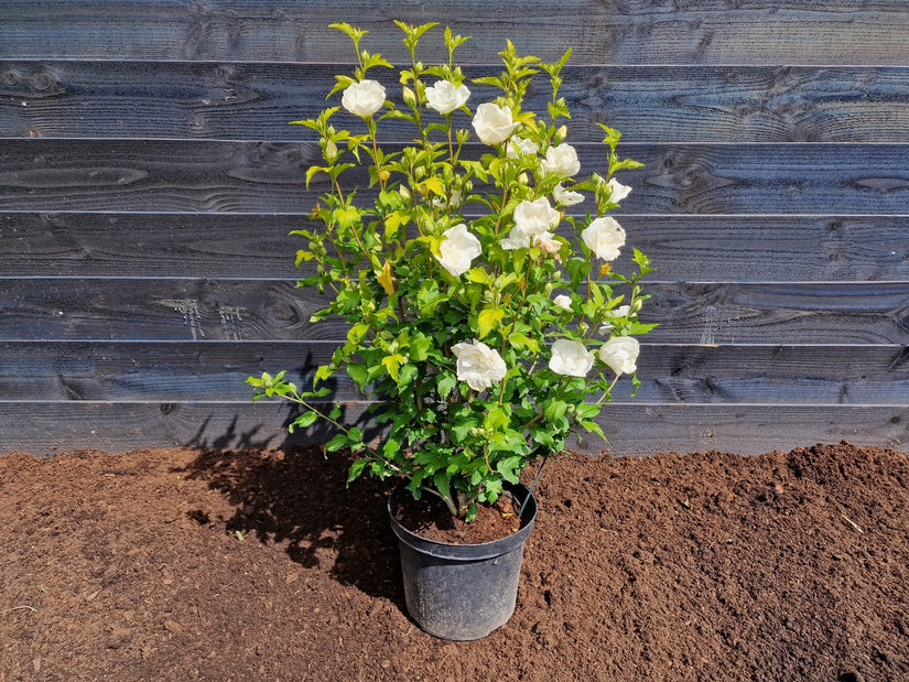 Altheastruik - Hibiscus syriacus 'White Chiffon' 60-80 cm