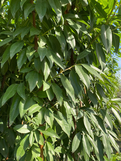 Amandelboom - Prunus dulcis 'Robijn'