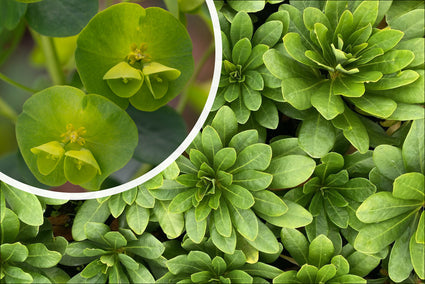 Euphorbia amygdaloides var. robbiae - Blad en bloei