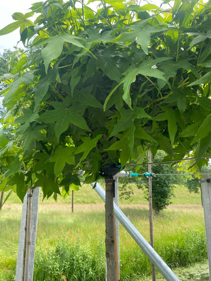 Amberboom op stam - Liquidambar styraciflua 'Gum Ball'