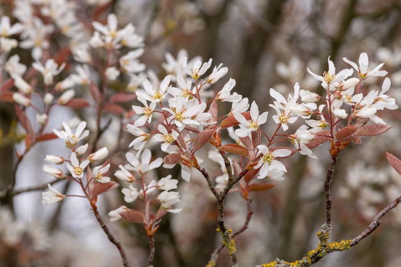 Krentenboompje - Amelanchier laevis 'Ballerina'