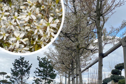 Hoogstam Amerikaans krentenboompje - Amelanchier lamarckii