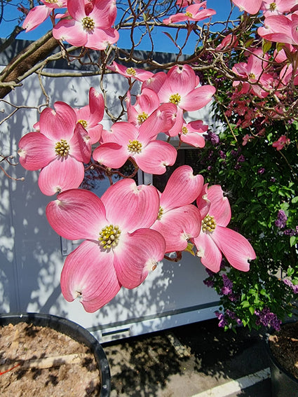 Amerikaanse Kornoelje - Cornus kousa florida bloemen in mei