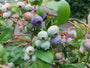 Amerikaanse blauwe bes - Vaccinium corymbosum 'Bluecrop' 