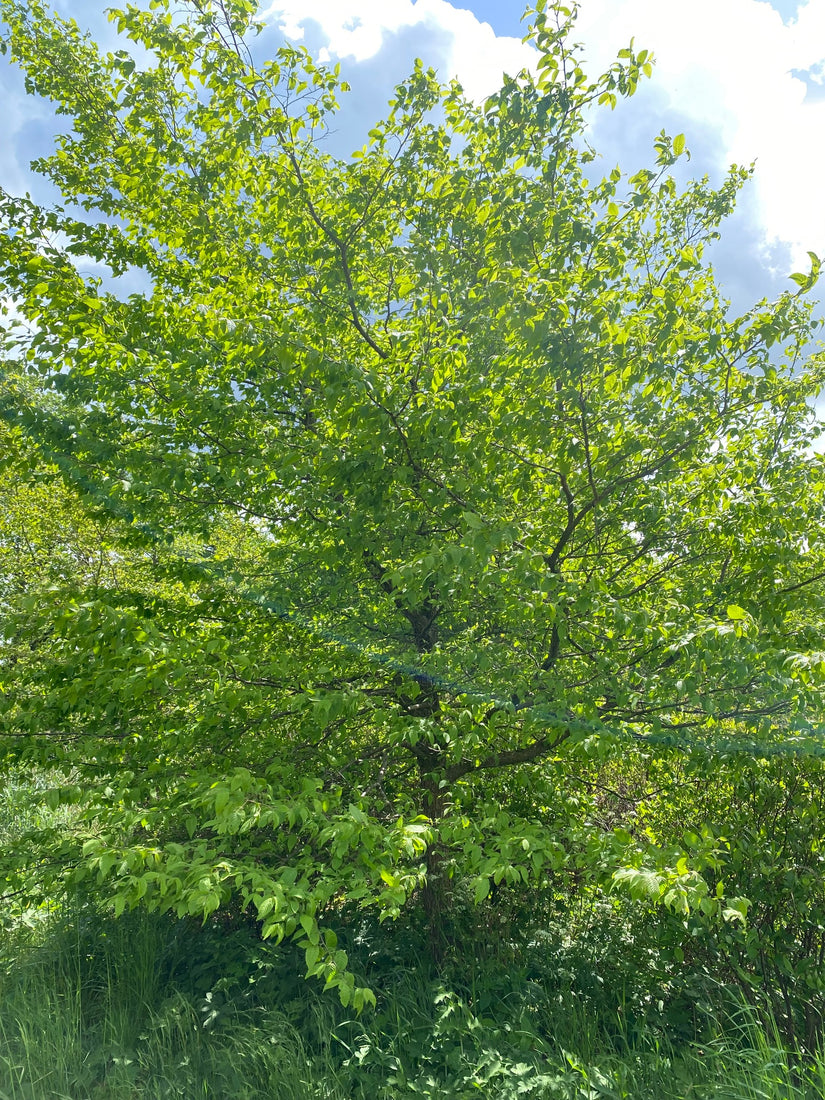 Amerikaanse hopbeuk - Ostrya virginiana