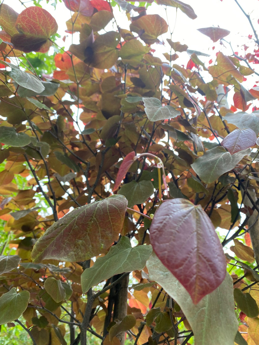 Amerikaanse judasboom - Cercis canadensis 'Merlot'