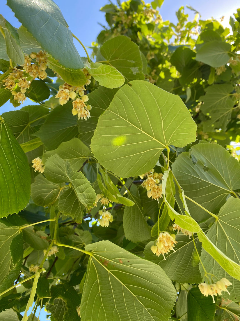 Amerikaanse linde - Tilia americana 'Moltkei' in bloei