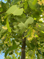 Amerikaanse linde - Tilia americana 'Moltkei'