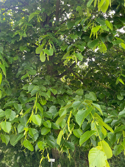 Amerikaanse linde - Tilia americana