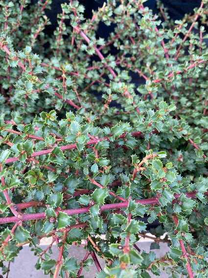 Amerikaanse sering - Ceanothus 'Emily Brown'