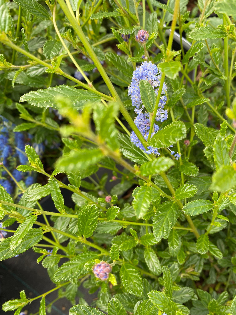 Amerikaanse sering - Ceanothus 'concha'